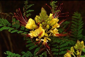 Caesalpinia_gilliesii