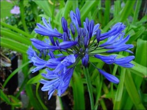 Agapanthus