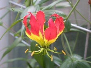 gloriosa_superba-300x225